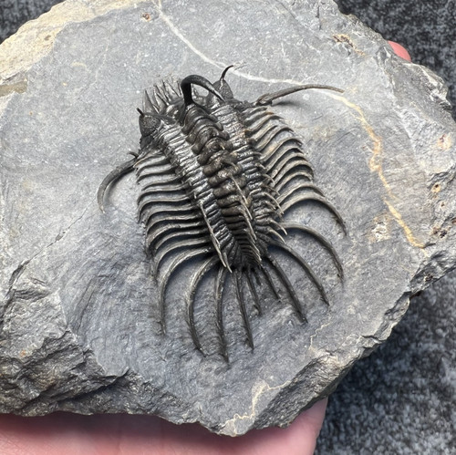 Beautiful quadrops flexuosa - beautiful,
