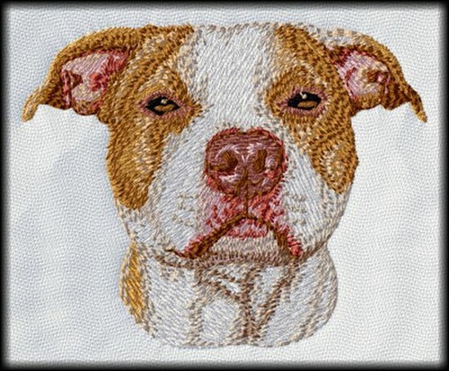 American pit bull pitbull - bull,