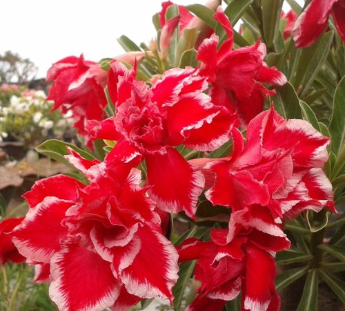 Rosa del deserto adenium - rosa,