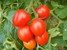Bombolino D'Inverno Pomodoro
