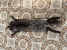 Pelliccia collo di volpe