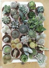 30 piante grasse -vaso 5,5cm-