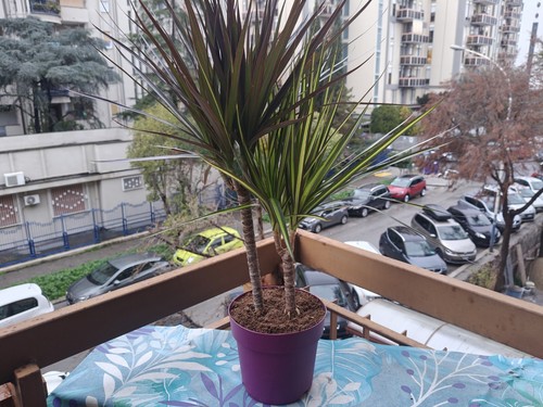 Big dracaena red and yellow - dracaena,