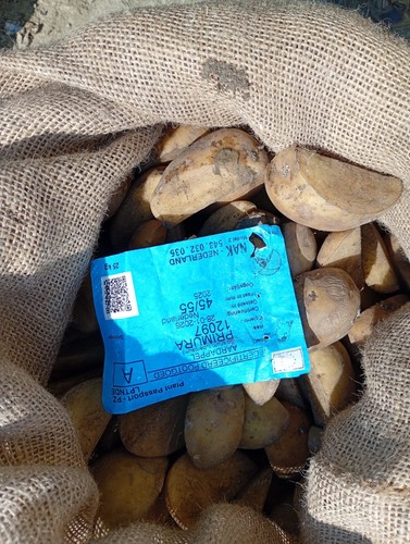 Patate semina - patate,