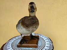 Trofeo di Caccia Anatra Moriglione tassidermia taxidermy birds uccelli palco
