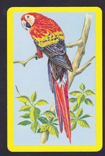 Parrot,,Rosella,Vintage Single