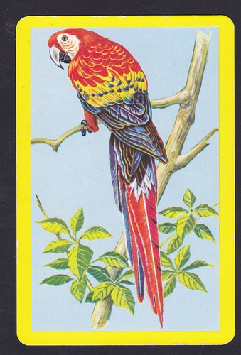 Parrot rosella vintage single - parrot,,rosella,vintage,
