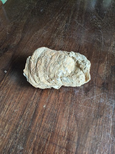 Fossile conchiglia - fossile,
