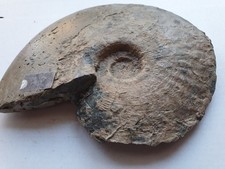 Amalteo sp. - Lias - Ammonite