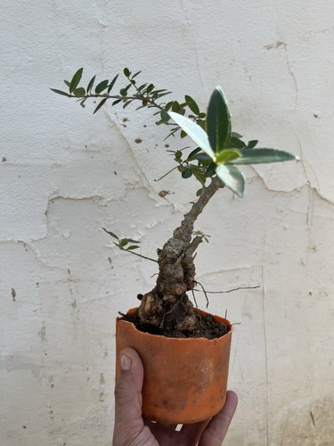 Bonsai phyllirea - bonsai,