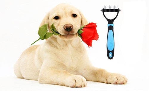 Toelettatore per cani gatti - cani,