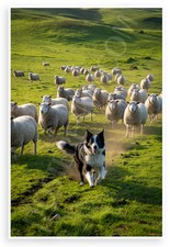 Border Collie Herding Sheep