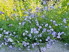 2000 semi di Occhio della