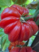 POMODORO ROSSO AMERICANO A