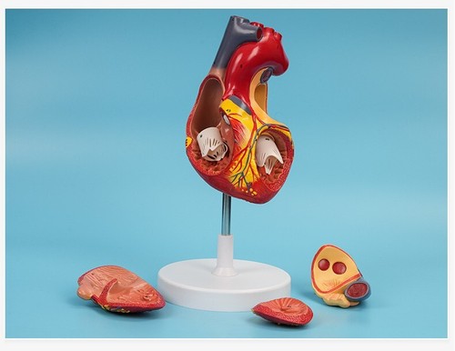 Modello anatomico medico