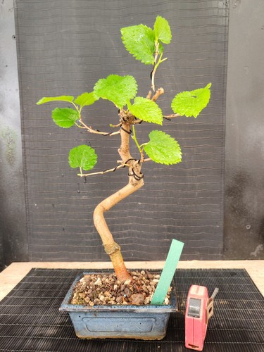 Bonsai gelso cm visita - gelso, h