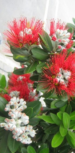 1182xg metrosideros excelsa - hv,