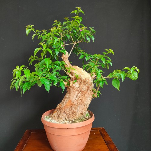 Pre bonsai bouganvillea - pre,