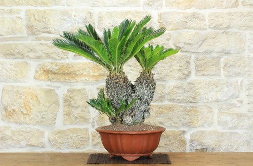 Bonsai cycas revoluta - bonsai,