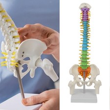 Modello Scheletrico con