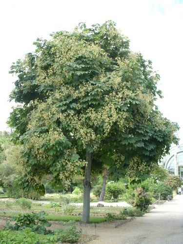 Parasole cinese firmiana - parasole,