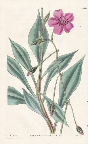 Calandrinia grandiflora fiore - calandrinia,