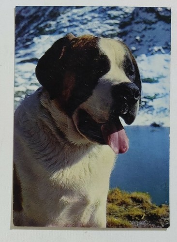 99834 7315 cartolina cane - cartolina,