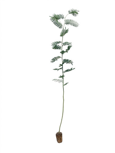Mimosa acacia dealbata - "acacia, dealbata"