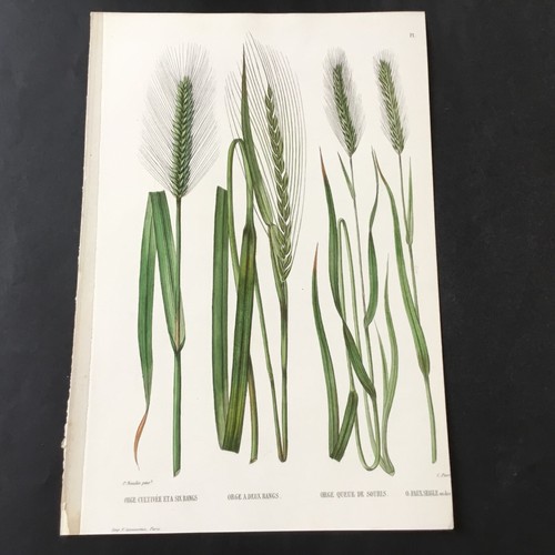 Xix secolo incisione botanica - secolo,