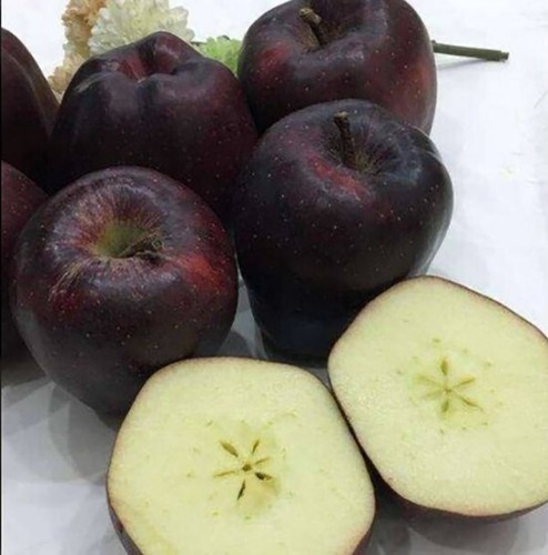 Black diamond apple mela - -,