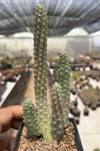 Lavrania haagnerae huernia - haagnerae, x