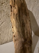 Fette di ulivo per progetti in resina Ecc