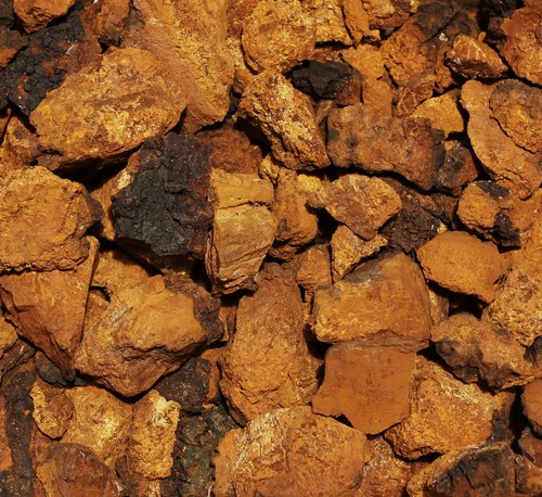 Fungo chaga essiccato - kg.,