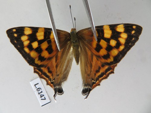 L6147 insetti non montati - insetti,
