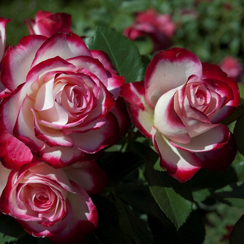 Semi rosa bianco rosso - 70,