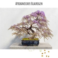 Semi Bonsai Pioggia Blu