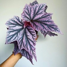 Sale2438 Begonia rosa minx 20