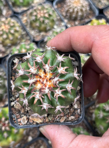 Pianta succulenta discocactus - succulenta,