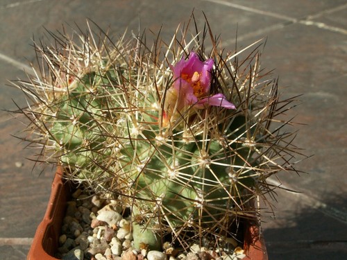 Sclerocactus wetlandicus - , gh