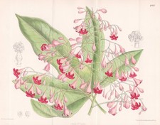 Brachychiton Acerifolius