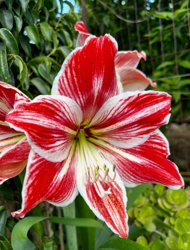 Amaryllis vondel park - amaryllis, park"