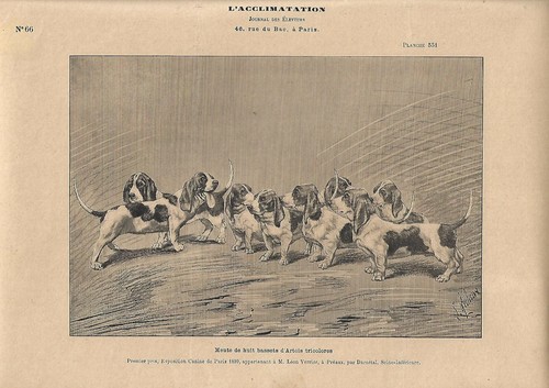 Stampa antica muta cani - antica,