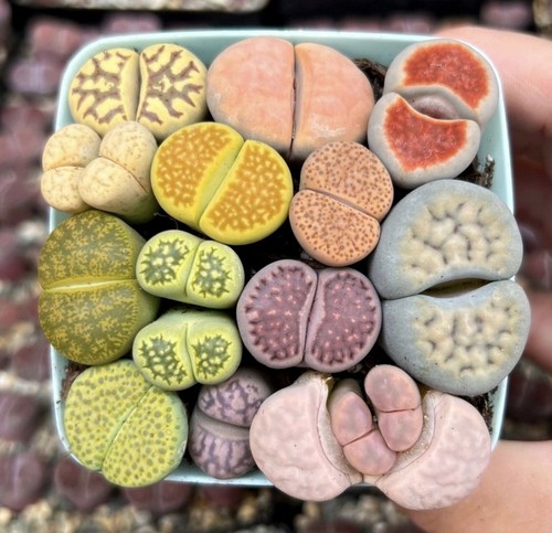 Singolo vaso lithops - vaso, di