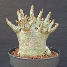 Adenium obesum "BAOBAB" caudex