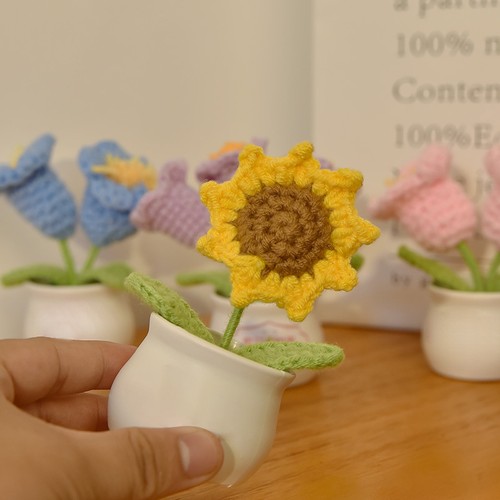 Piante vaso girasole - in,