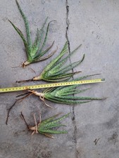 Lotto di 4 piante radicate di