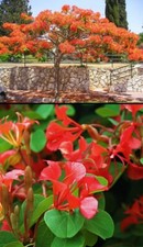 Albero delle orchidee - albero, rosse
