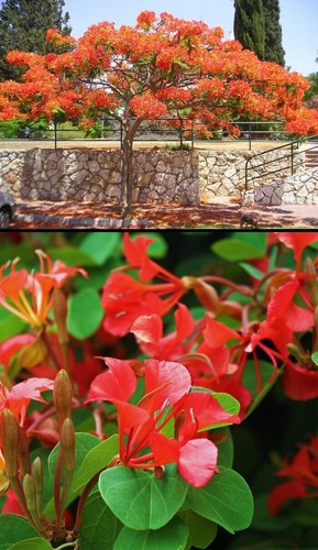 Albero delle orchidee rosse - albero,