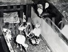 Foto vintage Stati Uniti, Scimmia con pulcini di struzzo, 1949, stampa 20x13 cm