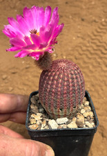 ECHINOCEREUS RIGIDISSIMUS VAR